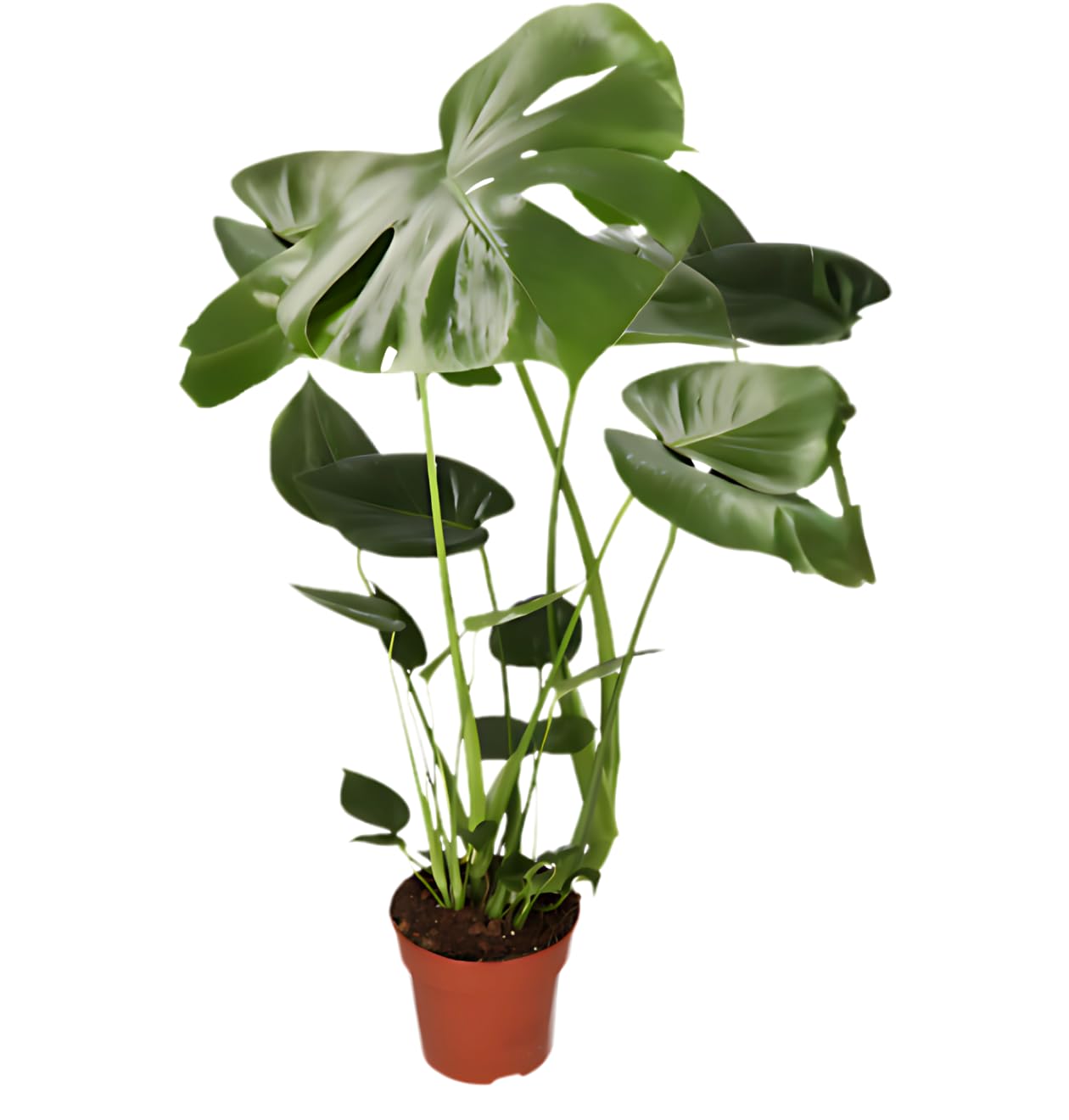 Monstera Deliciosa Lot de 3, 55-70 cm, Pot de 14 cm Ø, Ensemble de plantes pour appartement et bureau, Qualité de professionnel de plantes, Expédition rapide de plantes, Idéal pour la verdure