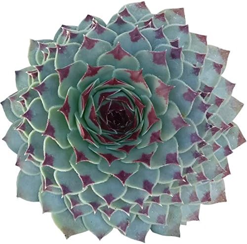 Sempervivum Calcareum Tectorum Houseleek (4 inch) | Live Healthy Unique Rosette Shaped Fully Rooted Succulents for Home Office Decoration