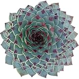Sempervivum Calcareum Tectorum Houseleek (4 inch) | Live Healthy Unique Rosette Shaped Fully Rooted Succulents for Home Office Decoration