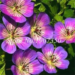 30 PCS Mixed Rare Bonsai pot seedsted Balcony Flower Seeding Seasons Pelargonium pot seedsted Flower Bonsai for Indoor Bonsai : 6