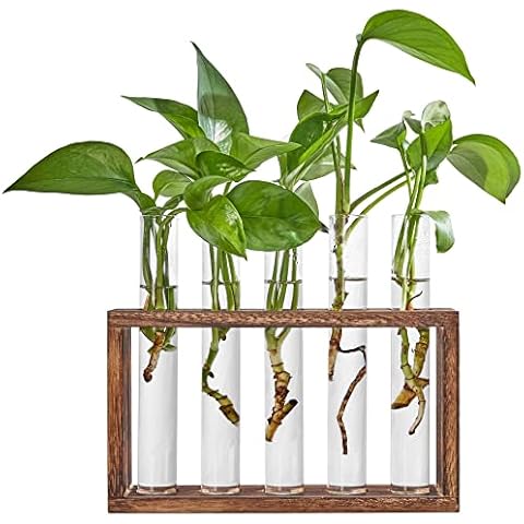 BlogBlog Terrarium Hanging Glass Wall Planters Air Plant Holders Round Glass Plant Pots Containers for Hydroponics Plants, Succulents, Herbs, Flowers (Test Tube-A) Cover
