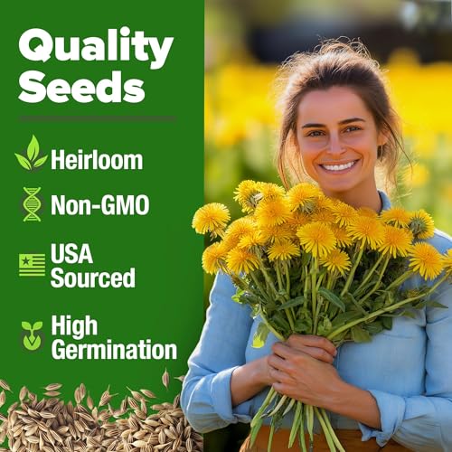Image of HOME GROWN Dandelion Seeds for Planting - 1200 Heirloom Medicinal Herb Seeds Grow Edible Leaves and Flowers for Remedies or Wildlife (Taraxacum officinale)