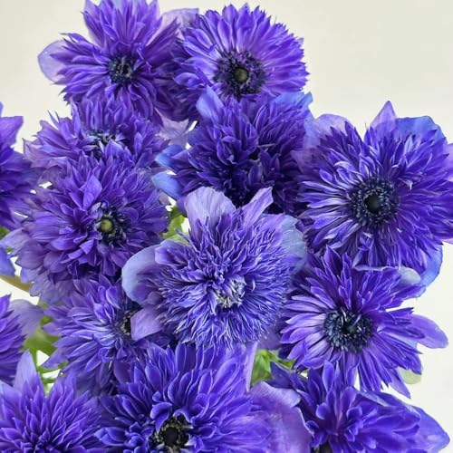 semi di anemone perenni di resistenza tagliati primavera serrature balcone semi perenni selvaggio, semina autunno, perenne 50pcs