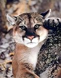 Impact Posters Gallery Wildlife Animal Mountain Lion Big Cat Wall Decor Art Print Poster (16x20)