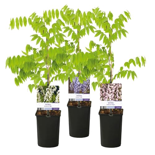GreenboutiQ - Blauregen Pflanze Winterhart - Wisteria floribunda Tricolour - Blumen Blau Rosa Weiß - 3 Pflanzen - Topf 11cm Höhe 40cm