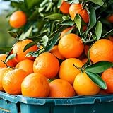 Orange Citrus Reticulata Fruit Seeds for Planting, 15 Sweet Rare Citrus Fruit Seeds, Non-GMO Heirloom Orange Fruit Tree for Home Garden
