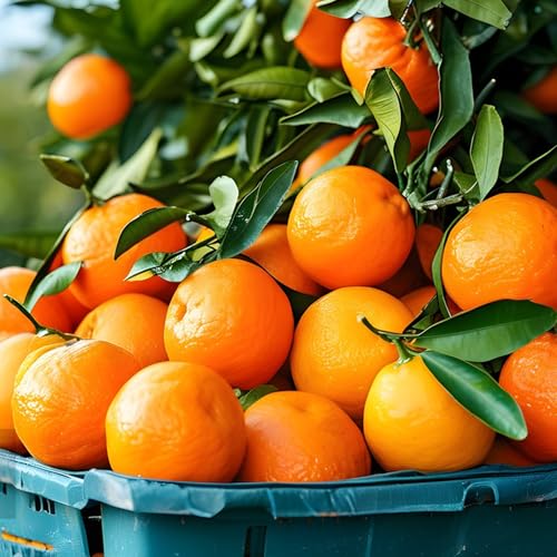 Orange Citrus Reticulata Fruit Seeds for Planting, 15 Sweet Rare Citrus Fruit Seeds, Non-GMO Heirloom Orange Fruit Tree for Home Garden