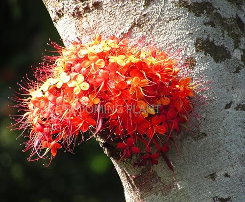 Image of BLOOMING PLANT Live Sita Ashoka Plant (Saraca Asoca) | Ashoka Chettu | Rare Flowering /Ornamental Tree - Spiritual & Healing Plants for Home Garden (1-1.5 Feet Height 1 Plants in Poly Bag)