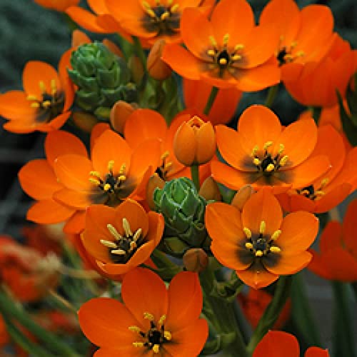 FERNSFLY IMP. Ornithogalum | Chinchi Rinchi Chincherinchee Excellent Quality Bulbs for Attractive Aromatic Flowers Home outdoor Gardening Plants Flowering Bulbs (pack of 2, Dubium) (B08NXJFKM1) Amazon Price History, Amazon Price Tracker