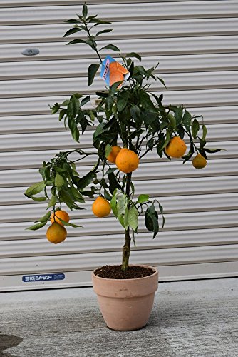 Amazon.co.jp: でこぽん鉢植え デコポン : DIY・工具・ガーデン