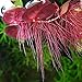 CANTON AQUATICS Live Aquarium Red Root Floater Plants - Highly Sought & Removes Nitrates - Easy to Maintain - Promote High Water Quality - 10 Leaf Red Root Floaters Plants