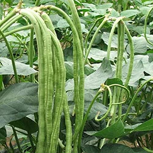 Yardlong Bean seed (75 seed per packet) : Amazon.in: Garden & Outdoors