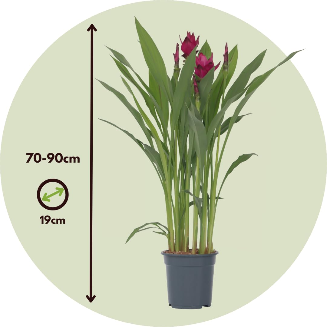 zimmerpflanze palme areca Kaufen Sie jetzt Zimmerpflanze Areca-Palme Dypsis lutescens inkl.  Weidenkorb, grau