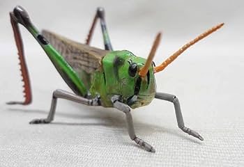Amazon | 原色日本昆虫図鑑 II トノサマバッタ 開封 ユージン