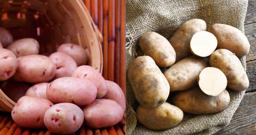Certified Seed Potato Mix Americas Favorite Blend Red Pontiac Potatoes And Idaho Russet Potatoes 4Lb Whole Potatoes