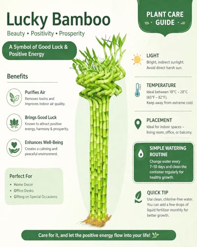 Image of Pot's & Plant's Spiral Lucky Bamboo Live Plant 90cm Dancing Sticks Indoor Air-Purifying Plant for Home & Office Decor Feng Shui & Vastu Good Luck Plant with Growth Booster (6 Stalks, 1 Bundle)