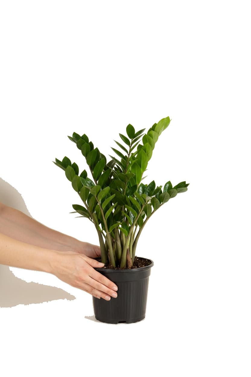 DECOALIVE Planta de Interior y Planta Resistente Zamioculcas Zamiifolia Ø 14 cm Altura 45-55 cm Planta Elegante de Interior