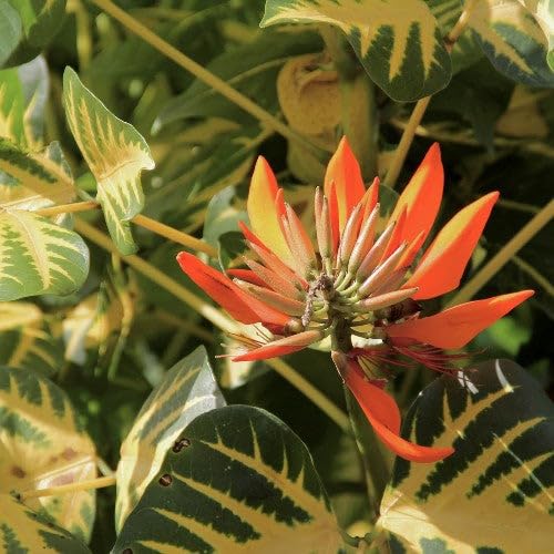 adventskalender bio saatgut Floragard Terre Unity Adventskalender Bio Saatgut Samen Samenfest   HaGaFeShop