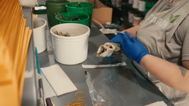 Yukon Gold Seed Potatoes for Planting – 2 lb Pack of Easy-to-Grow, High-Yield, Disease-Resistant Garden Potatoes – Perfect for Baking, Roasting, Mashing & Home Gardening