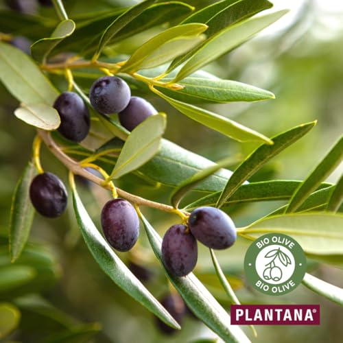 PLANTANA® Bio-Olive Körpercreme 500 ml | für trockene anspruchsvolle Haut | mit Vitamin E | vegan | Fair Trade | aus biologischem Anbau | dermatologisch getestet | ergiebig | schnell einziehend