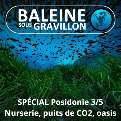 SP&Eacute;CIAL Posidonie 3/5 : Nurserie, puits de Carbone, prot&egrave;ge-plage....