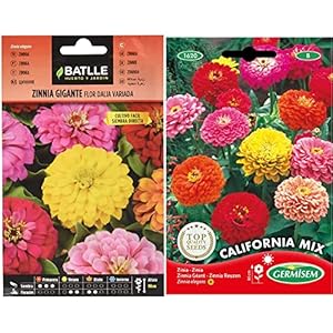 Semillas Batlle Battle Semi di Fiori Zinnia Gigante a fior di Dalia & Germisem California Mix Semi di Zinnia 2 g