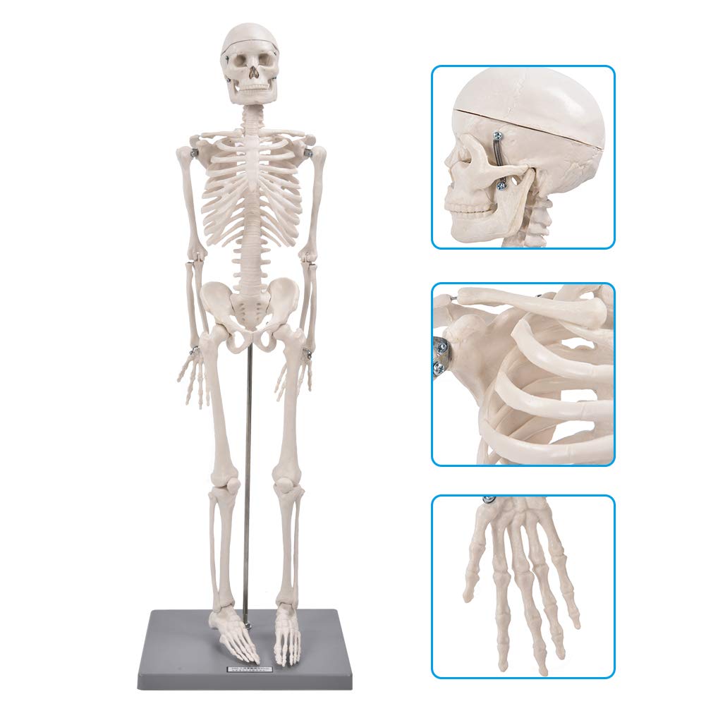 Modelo de Esqueleto, Realista, Fácil de Usar, Brazos Y Piernas Flexibles Visuales, Modelo de Esqueleto Humano para Escuelas, Uso de Enseñanza para Exhibición Y Estudio