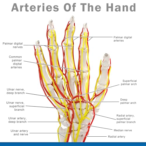 Image of Hand Artery Model, Hand Model, Life-Size Hand Skeleton Model with Arteries - Detailed Anatomy for Medical Research and Patient Education