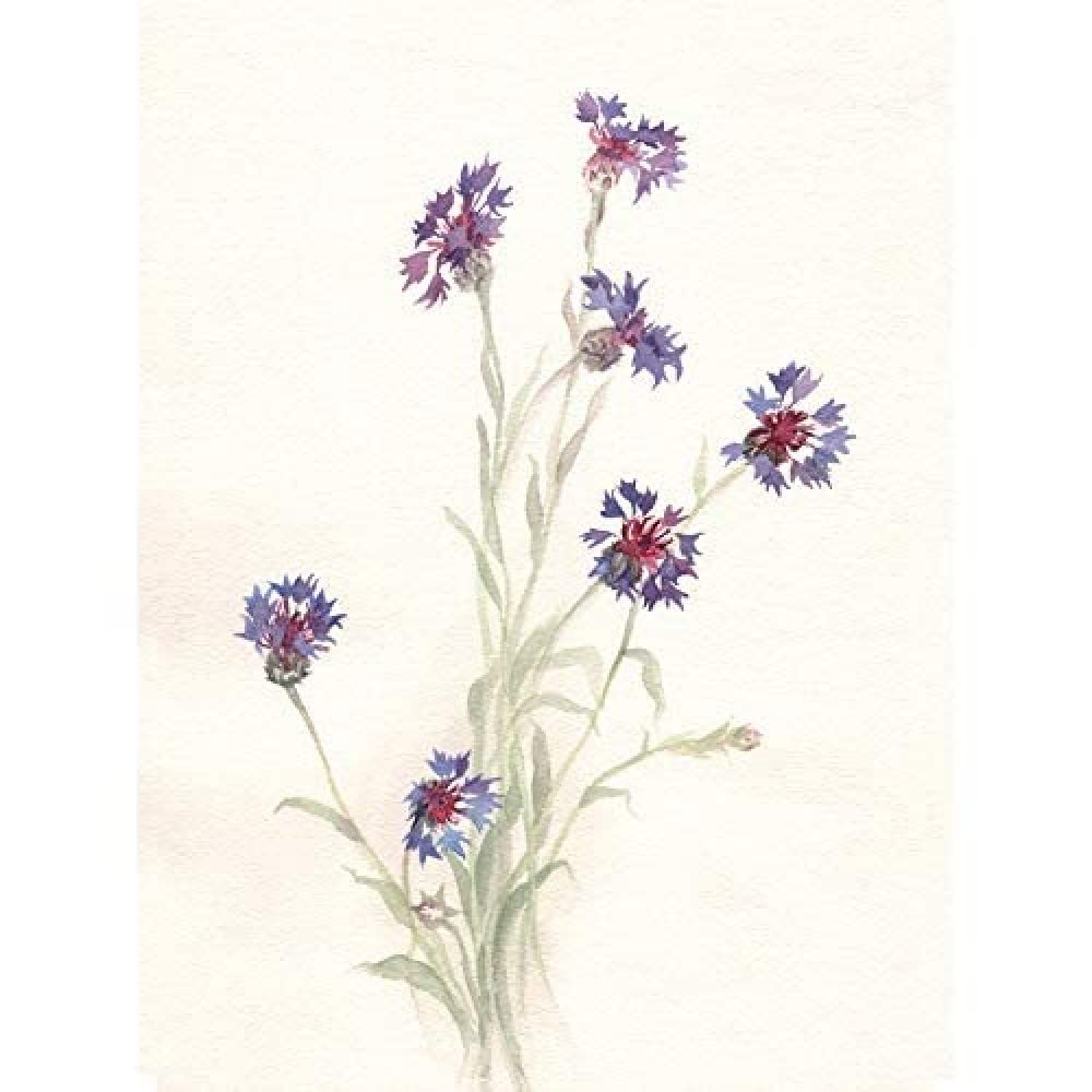 Wee Blue Coo Flower Cornflowers Watercolour Unframed Art Print Poster Wall Decor 12x16 inch
