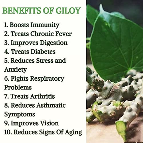AGRO ALIVE Giloy Live Plant | Gulvel | Tinospora Cordifolia | Gurcha | Guduchi | Amrita Live Plant | Ayurvedic Immunity Booster, Antipyretic Herbal Plant (1)