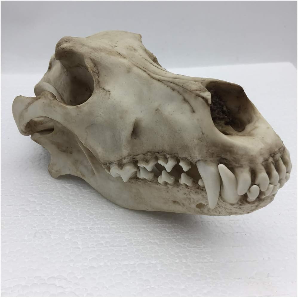 Modelo de Cráneo de Lobo, Réplica Artesanal de Resina de Cráneo de Lobo de Tamaño Real 1:1, Modelo de Cráneo Animal de Alta Simulación, Modelo de Cabeza de Cráneo de Lobo Realista, para Enseñanza