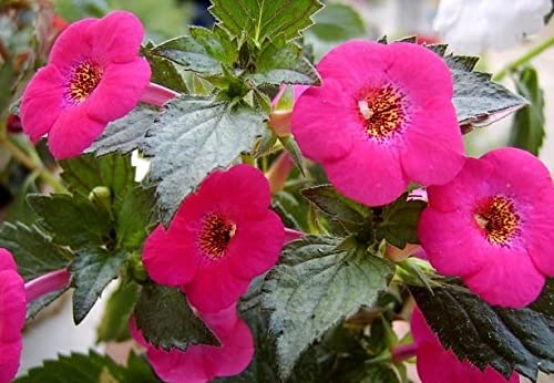 See full amazon price history chart for Ritz Farming Imported Veriety Achimenes Double Mix Colours Flowers Bulbs For Home Garden (Pack of 2 Big Size Flowers Bulbs) Ritz Farming Imported Veriety Achimenes Double Mix Colours Flowers Bulbs For Home Garden (Pack of 2 Big Size Flowers Bulbs) (B09KXVTL96) Amazon Price History, Amazon Price Tracker