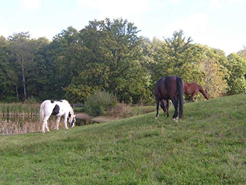 NordicVital Leinöl & Lachsöl Barföl Mischung für Hunde & Katzen– 5L Kanister, Omega 3, 6 und 9 – Naturprodukt Perfekt zum Barfen
