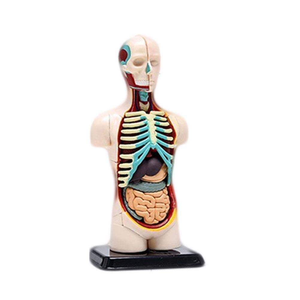 Model edukacyjny model anatomiczny ludzkie ciało narządy wewnętrzne anatomiczny model montażowy biologiczny model ludzki do pomocy dydaktycznych do szkoły, edukacyjny model szkieletu