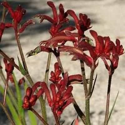 9EzTropical - Kangaroo Paw - 8″ Tall
