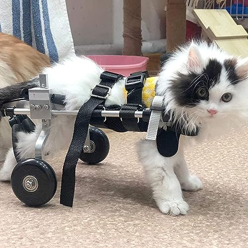 Fauteuil roulant pour chien à 2 roues : redonnez le bonheur de courir à votre animal
