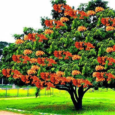 Mphmi Live Plant Nursery NCR Saraca Asoca, Sita Ashok, Ashoka Tree - Plant (B0C4H3C3X2) Amazon Price History, Amazon Price Tracker