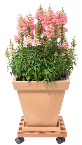 Profi Pflanzenroller quadratisch 35 x 35 cm terracotta/Qualität Made in Germany Cover