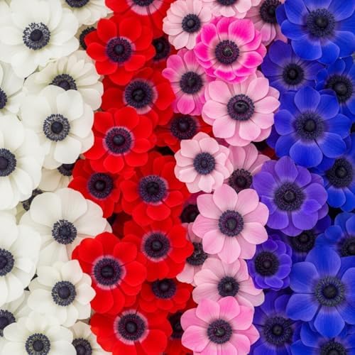 25 Anemone De Caen Flower Bulbs – Jewel Mix White, Pink, Red & Bl...