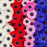 Anemone De Caen Flower Bulbs for Planting - Easy to Grow, Beautiful Blooms (5 Bulbs)