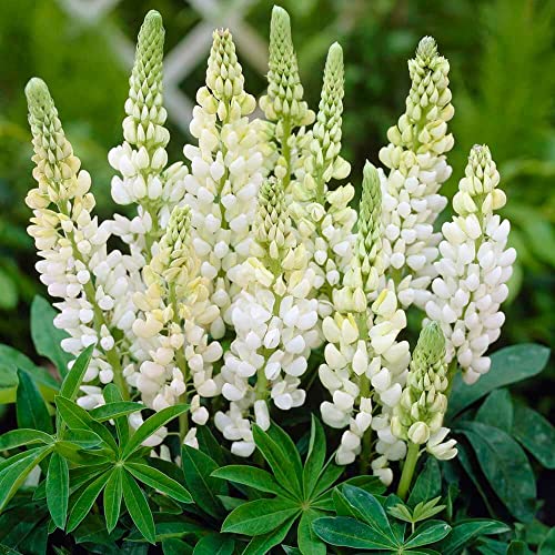 Cemeha Seeds - White Lupin Mix Perennial Flowers For Planting #TOP6
