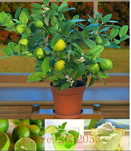 60pcs/bag kaffir lime seeds, lime seeds, (Citrus aurantifolia) ,organic fruit seeds, BONSAI fruit lemon tree for home garden