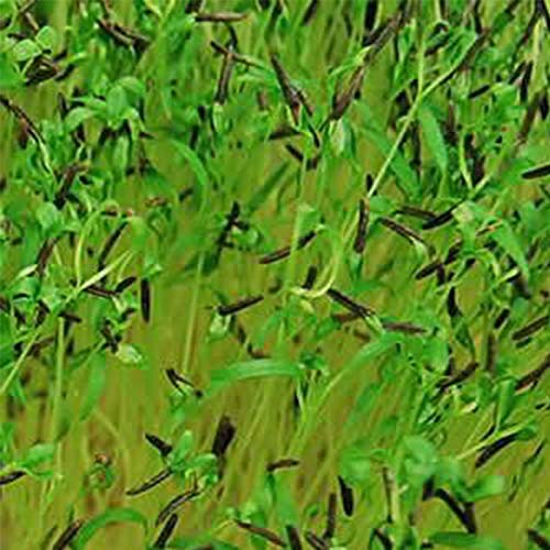 Curled Chervil Herb Garden Seeds - 3 G Packet ~1000 Seeds - Non-Gmo, Heirloom Herbal Gardening & Microgreens - Anthiscus Cerefolium #TOP3