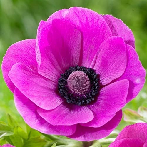 Votaniki Anemone De Caen Sylphide Bulbs - Perennial & Poppy Like Flowers | Long Lasting Pink Blooms for Spring Gardens - Easy to Grow (6 Pack)