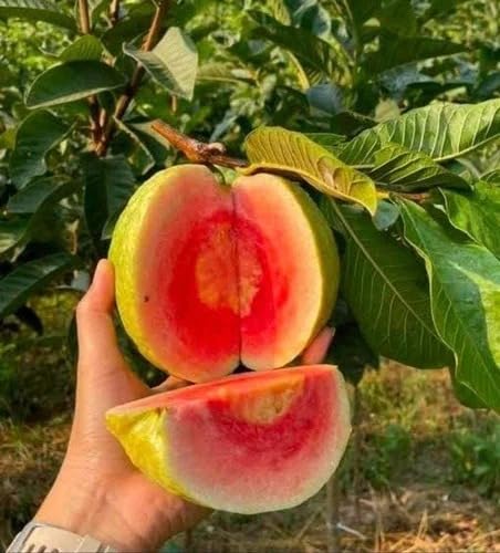 Image of Natura GreenHouse 1 Live GRafted Original red dimond Guava Amrud Plant hybrid all seasons Height 1.5-2 FT (Red Dimond)