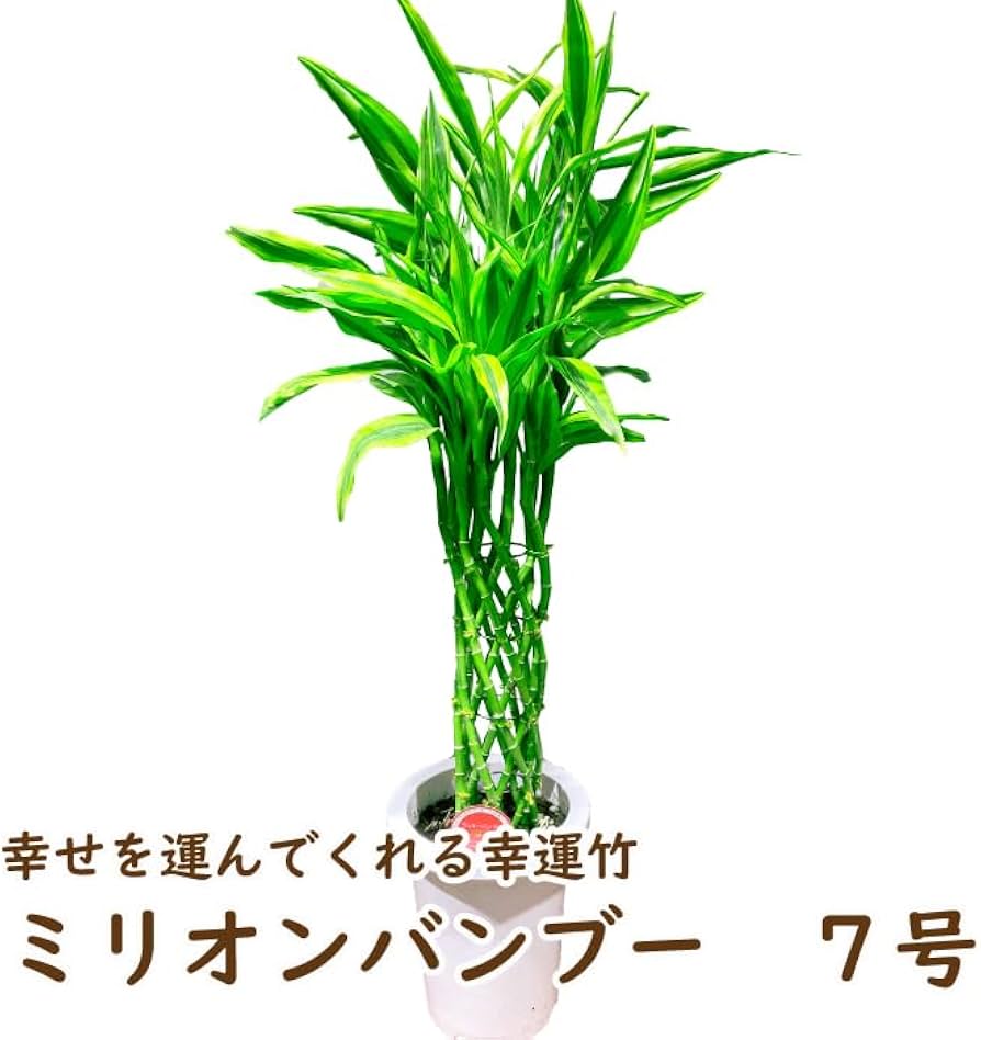 51138EvwduL._AC_UF894,