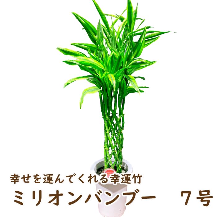 ミリオンバンブーご確認用 Amazon｜幸せを運んでくれる幸運竹 父の日 観葉植物 ミリオンバンブー