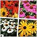 Produktbild Stauden Gänge 4 x Sommerstauden Kollektion (Stauden/Staude/Mehrjährig/Winterhart) Echinacea & Rudbeckia  Die perfekte Kombination für ein Blütenmeer - Wir lieben die Sonne