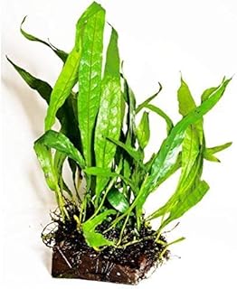 (Java Fern (S)) Anubias, Java Fern, Moss and more! Freshwater Live Aquarium Plants on Driftwood for Aquatic Tropical Fish Tank Decorations - Easy for Beginner by Greenpro