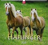 haflinger pferde zu verkaufen  Haflinger: Original Stürtz-Kalender 2020 - Mittelformat-Kalender 33 x 31 cm